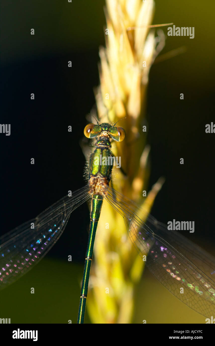 Damselfly Sympecma fusca poggiante sulla vegetazione pondside Foto Stock