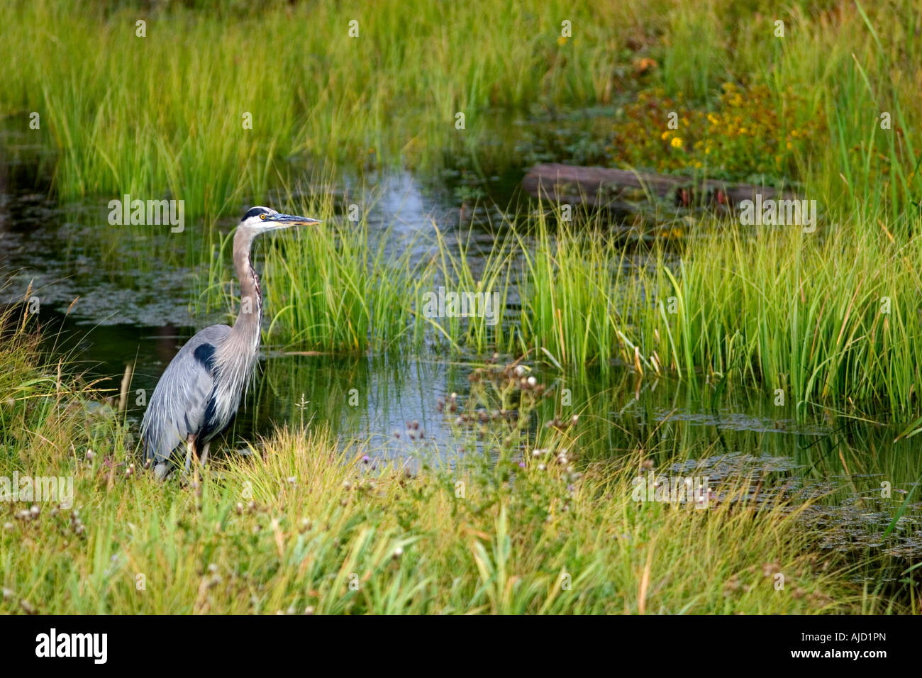 Airone blu a Island Park Idaho Foto Stock