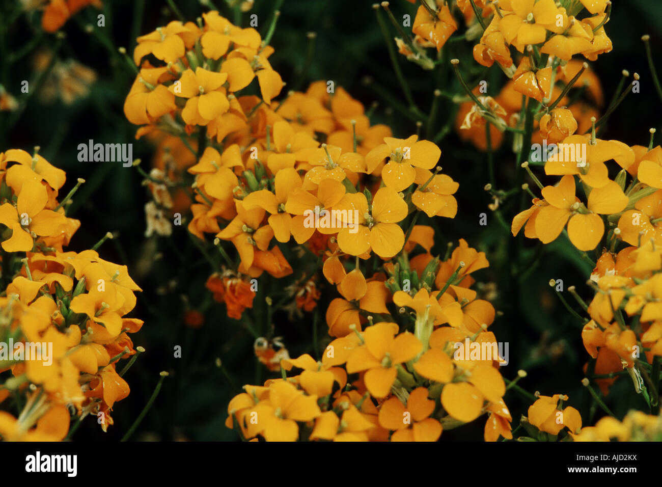 Siberian violaciocca (Erysimum allionii - Hybr., Erysumum x allionii), fioritura Foto Stock