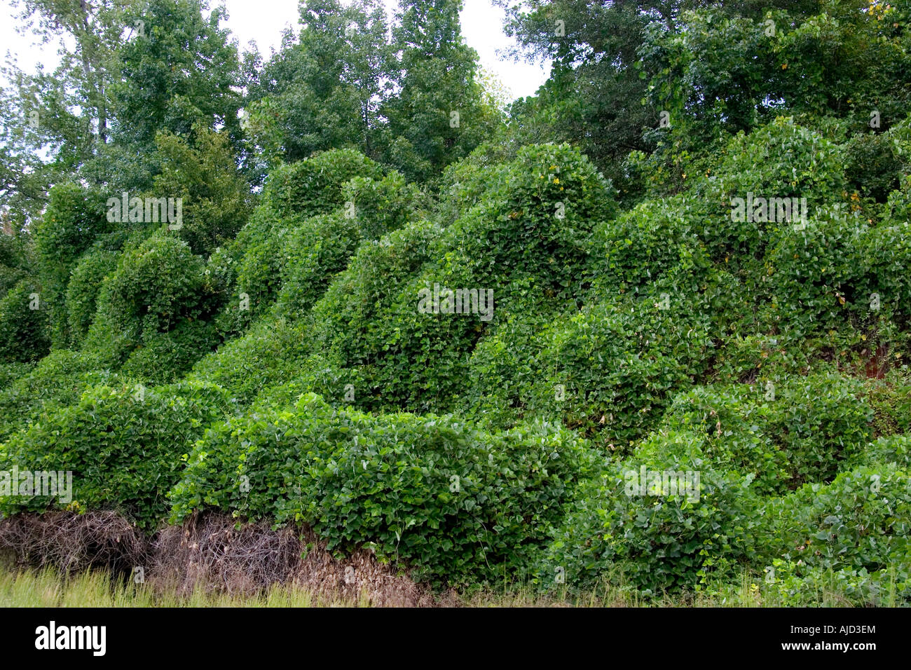 Kudzu vigneti che crescono su arbusti e alberi lungo la strada in Georgia Foto Stock