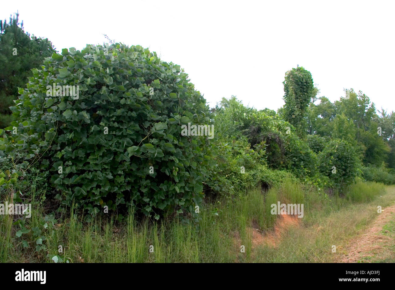 Kudzu viti crescono su arbusti e alberi lungo la strada in Georgia Foto Stock