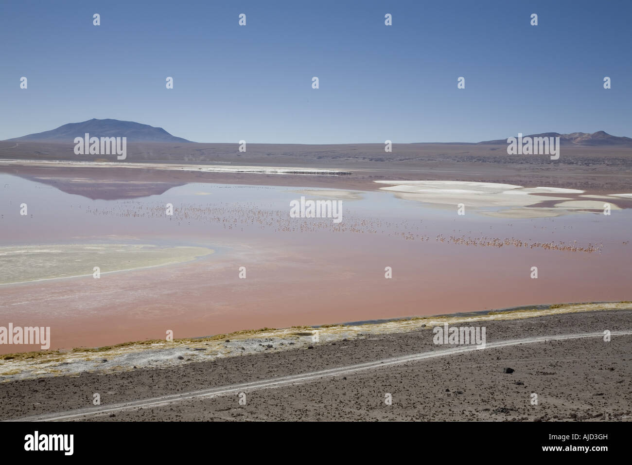 Laguna Colorada, Bolivia Foto Stock