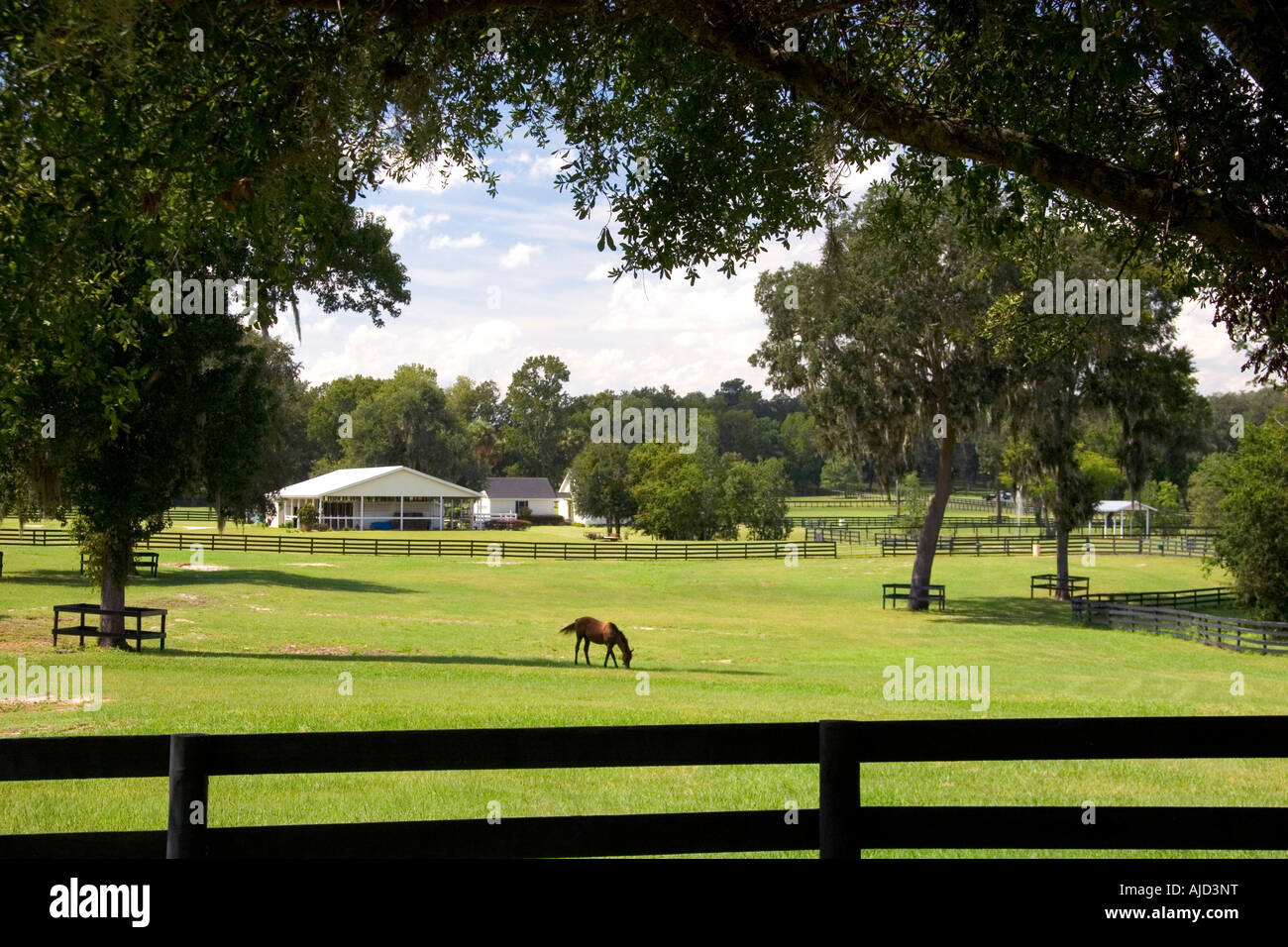 Thoroughbred horse farm in Marion County Florida Foto Stock