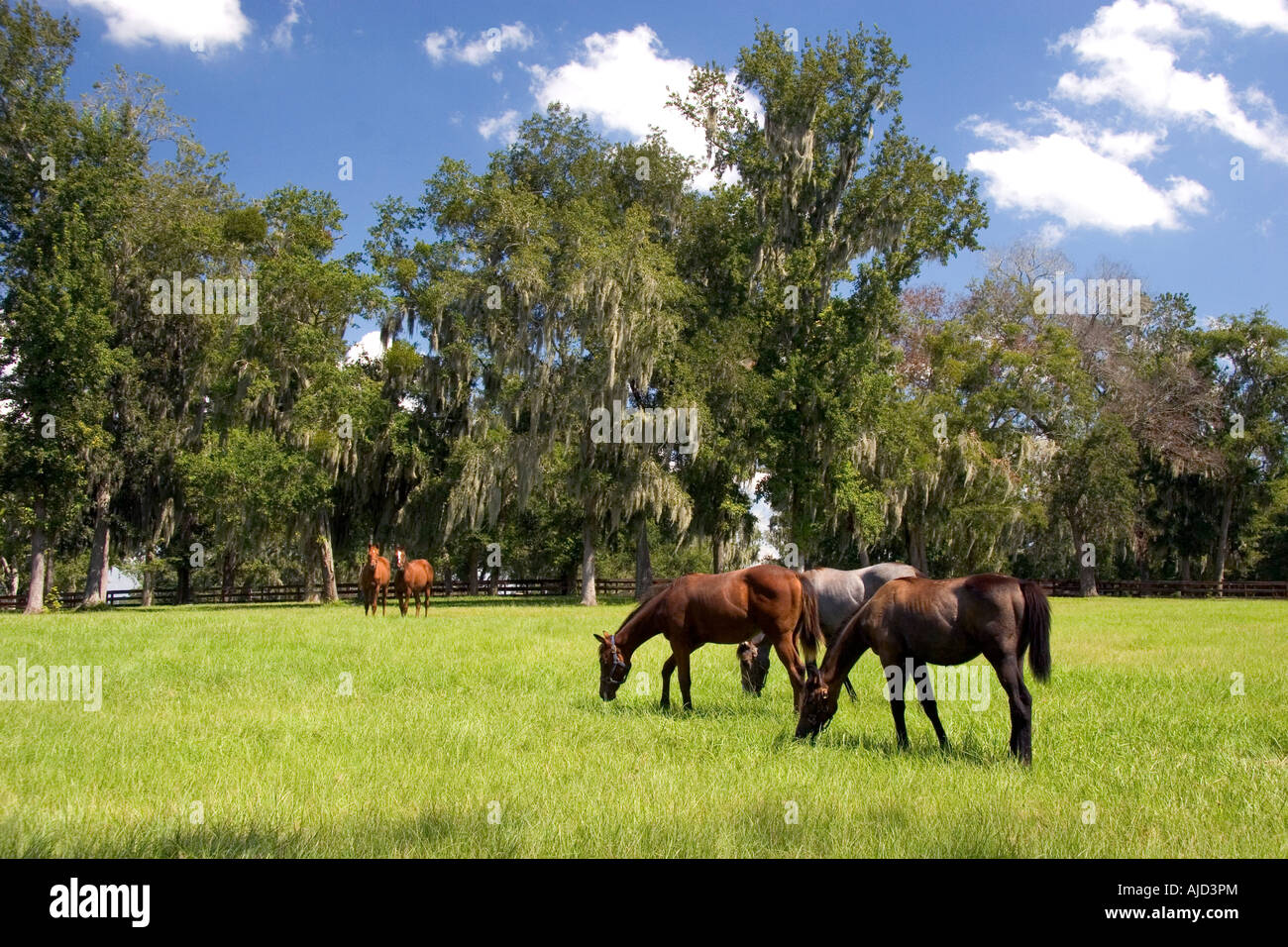 Thoroughbred horse farm in Marion County Florida Foto Stock