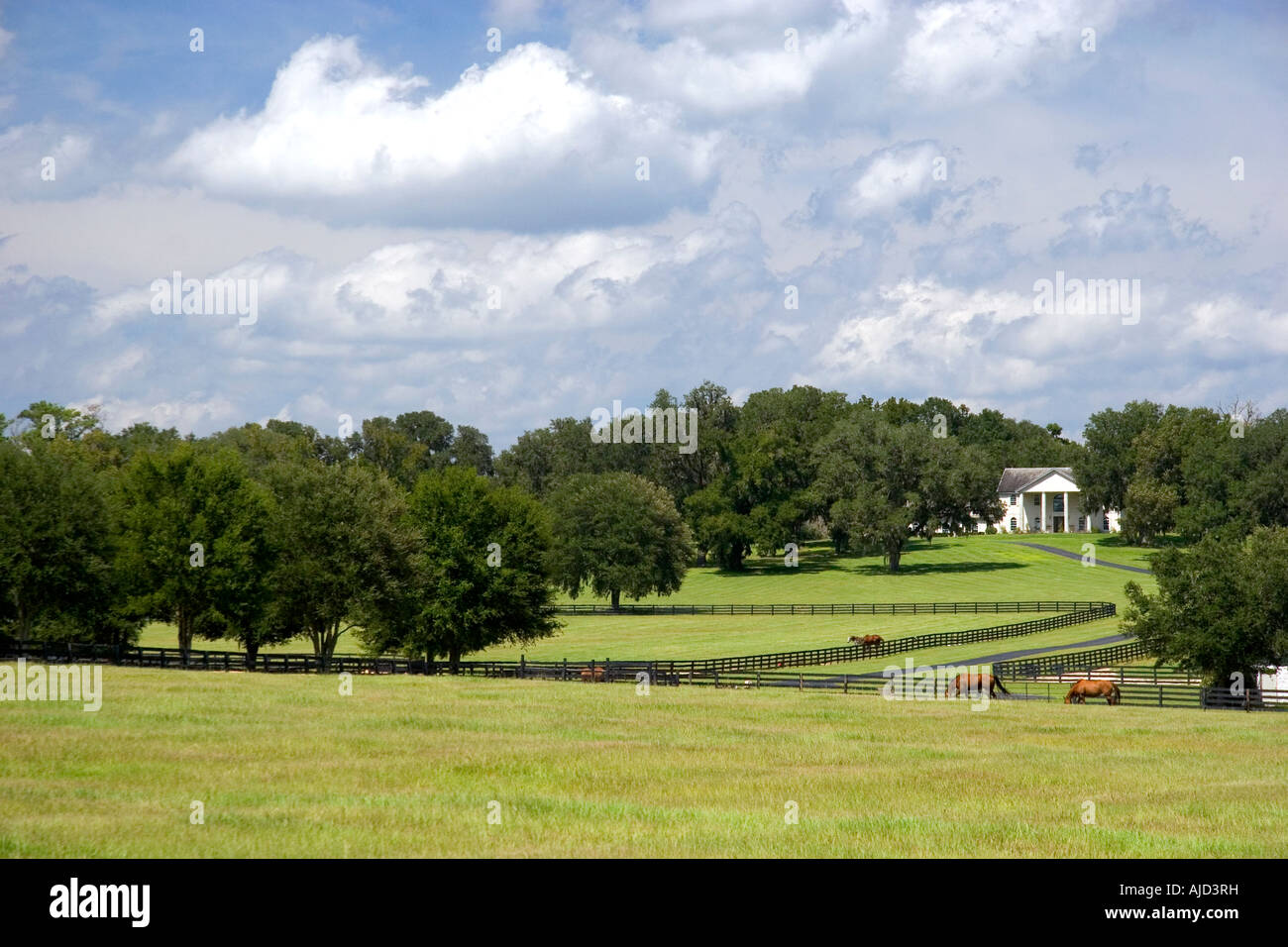 Thoroughbred horse farm in Marion County Florida Foto Stock