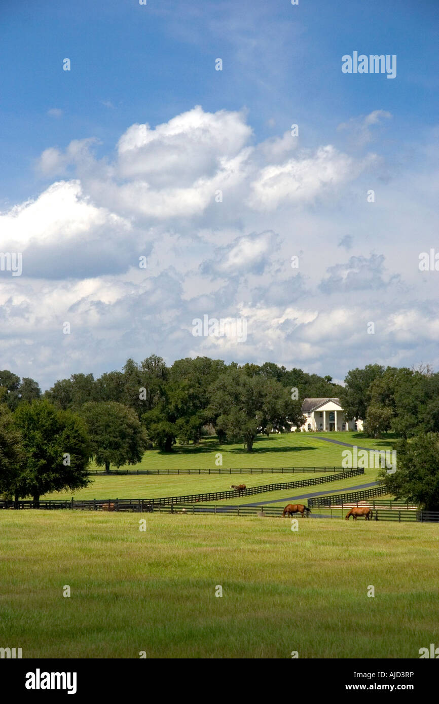 Thoroughbred horse farm nella contea di Marion Flordia Foto Stock