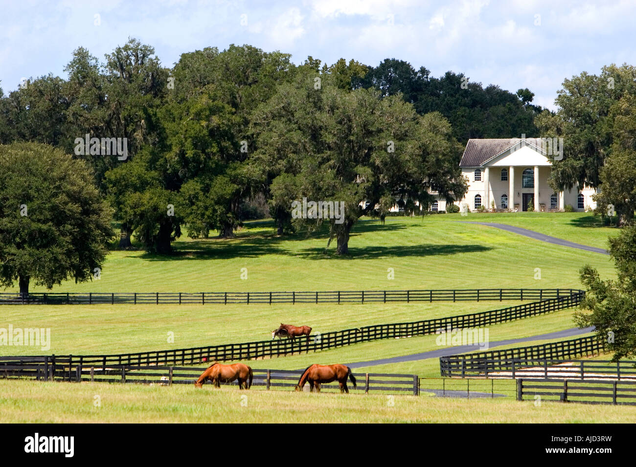 Thoroughbred horse farm nella contea di Marion Flordia Foto Stock
