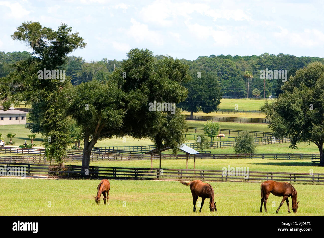 Thoroughbred horse farm in Marion County Florida Foto Stock