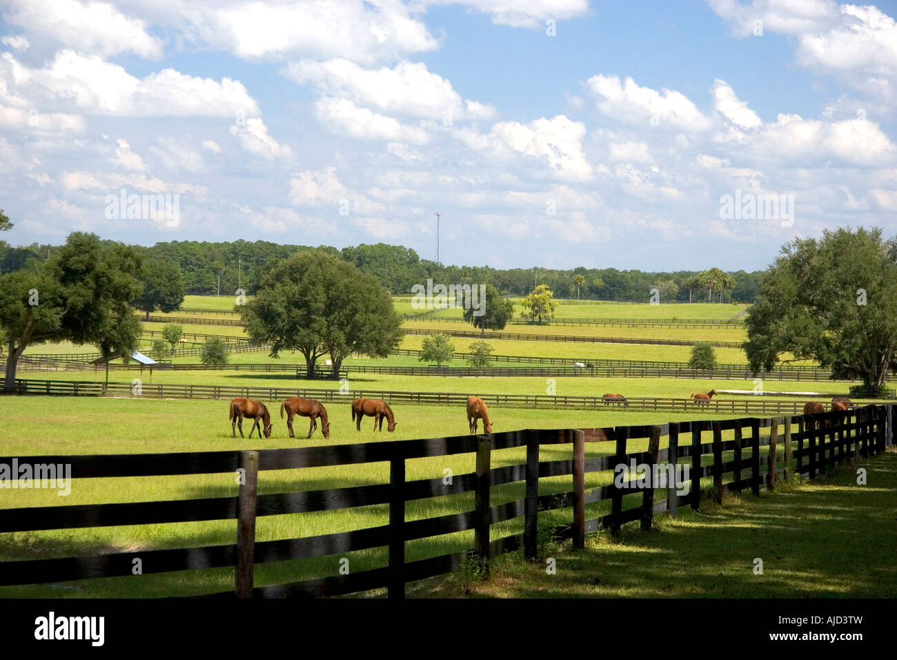 Thoroughbred horse farm in Marion County Florida Foto Stock