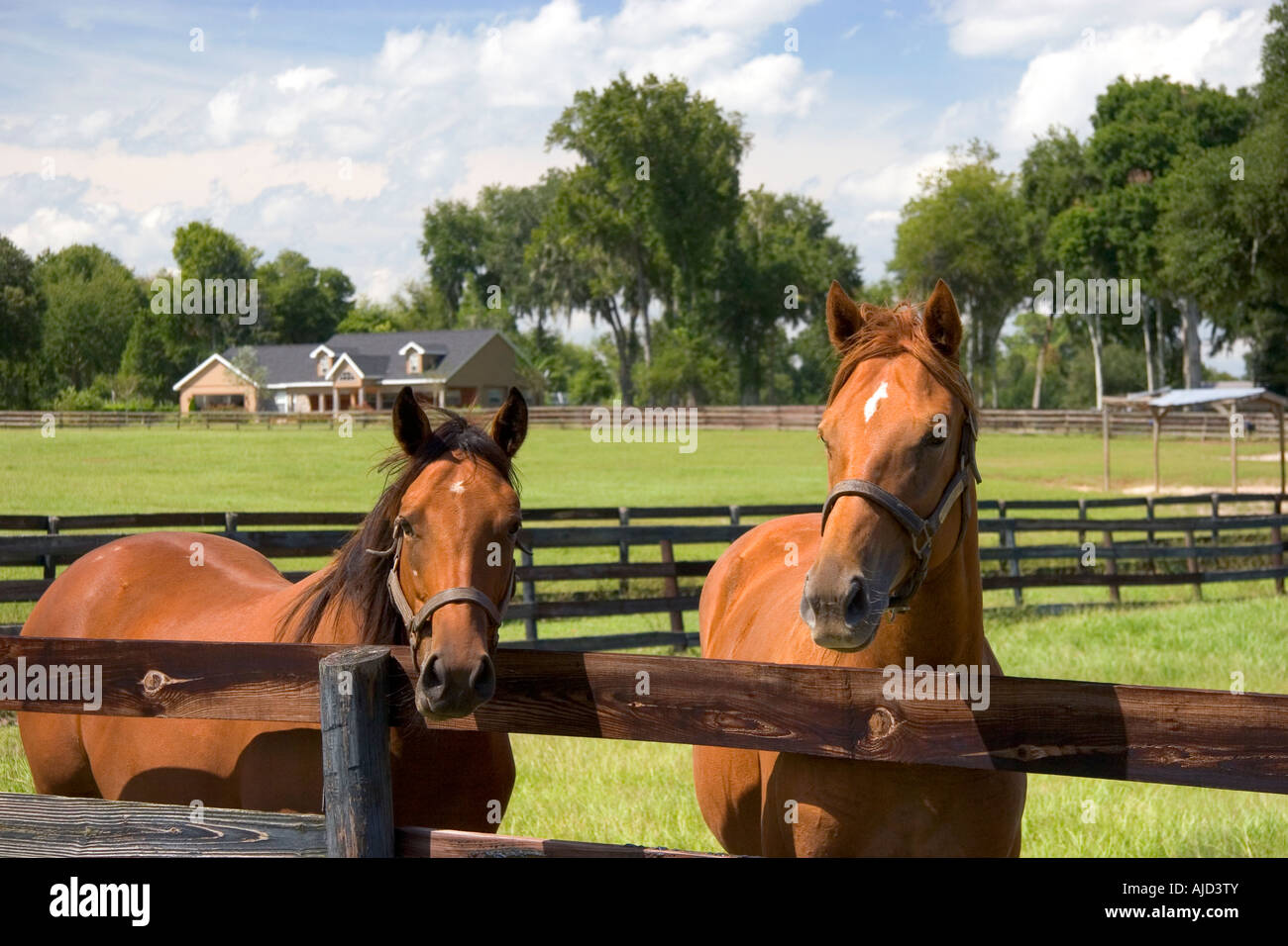 Thoroughbred horse farm in Marion County Florida Foto Stock