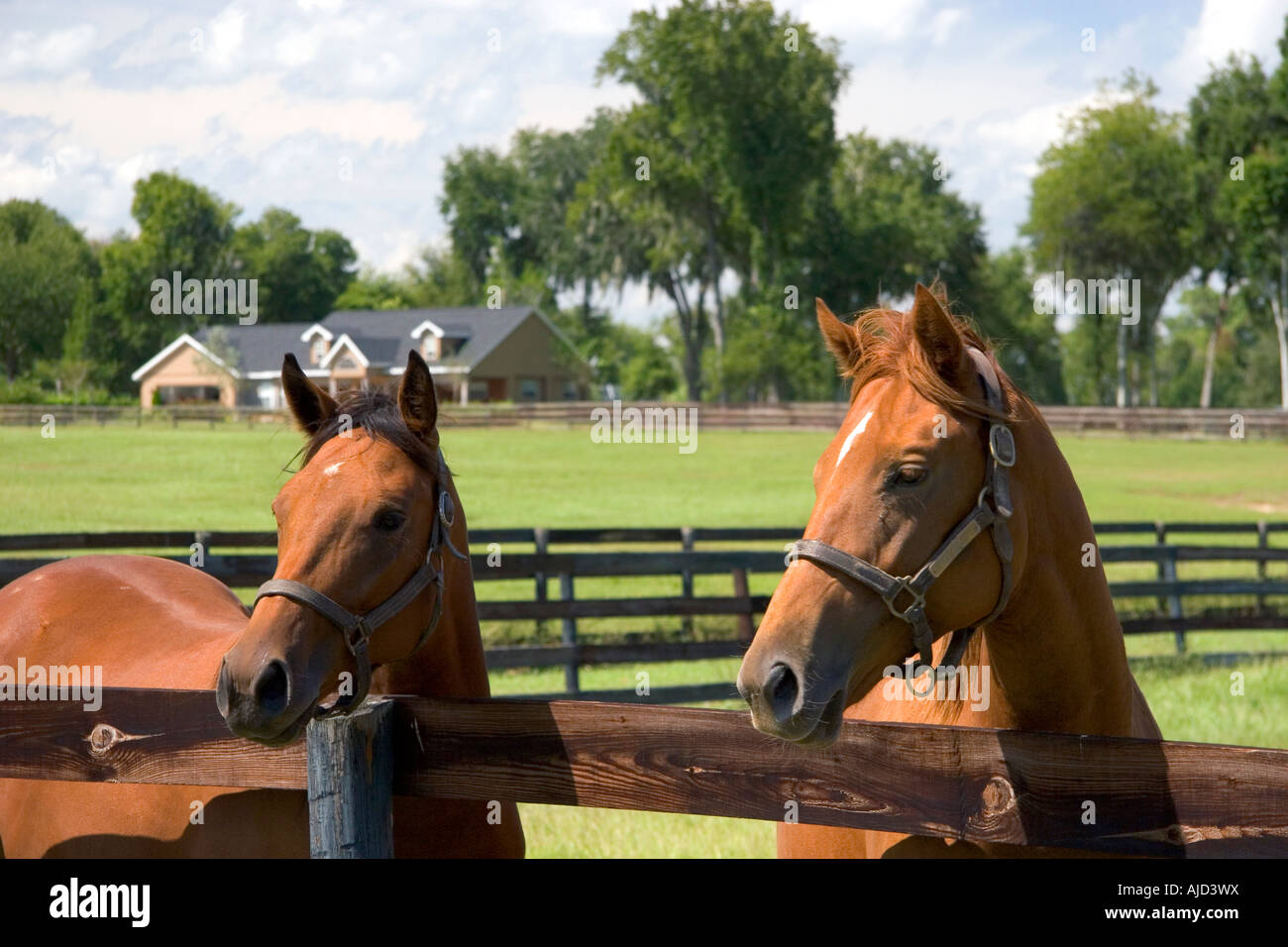 Thoroughbred horse farm in Marion County Florida Foto Stock