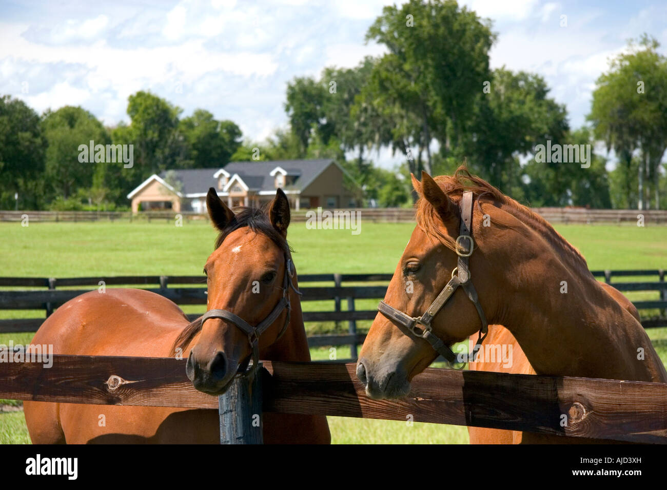 Thoroughbred horse farm in Marion County Florida Foto Stock