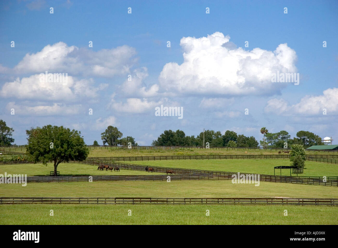 Thoroughbred horse farm in Marion County Florida Foto Stock