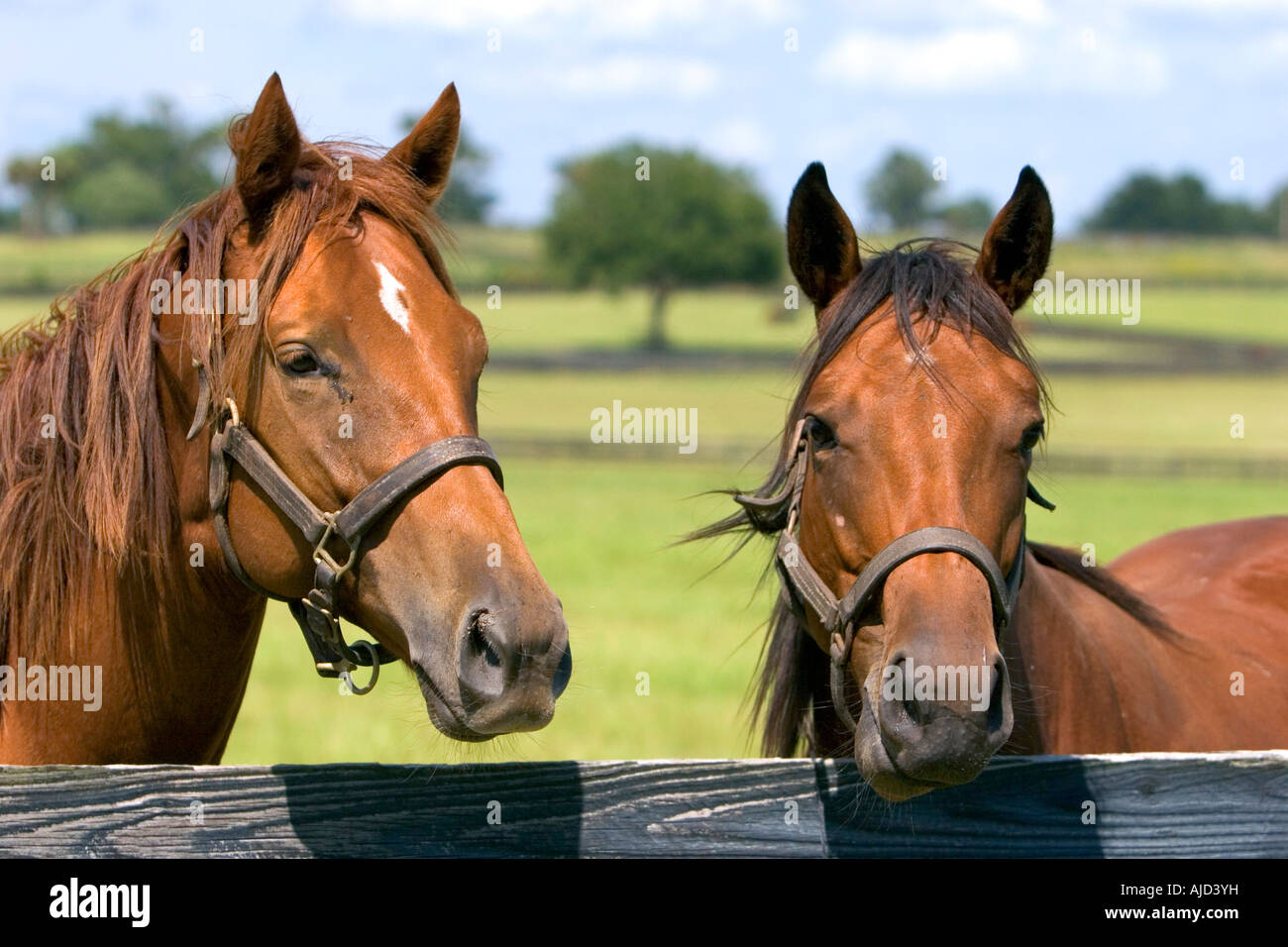 Thoroughbred horse farm in Marion County Florida Foto Stock
