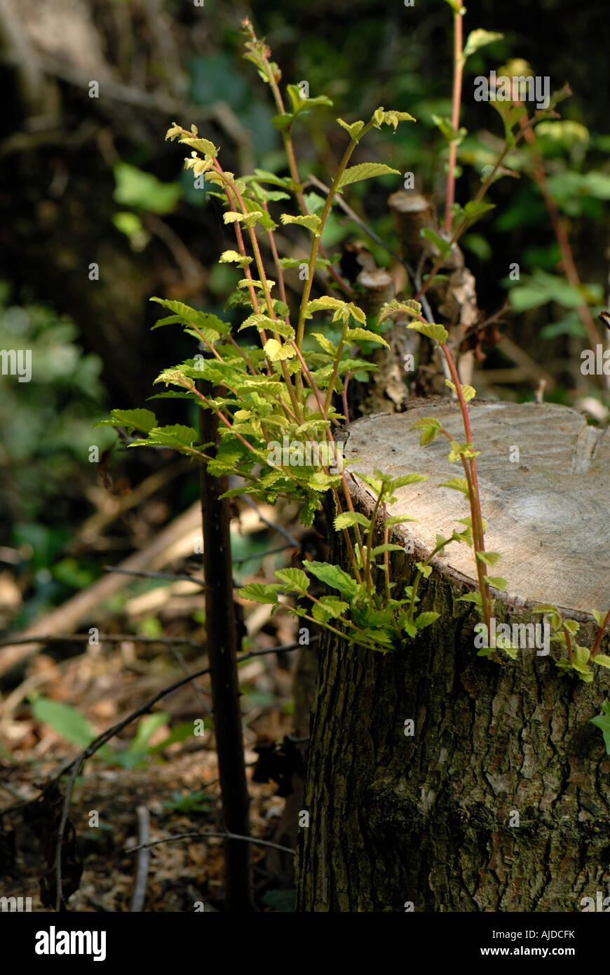 Fogliame ricrescita dal tronco di un olmo Ulmus procera hedge tree Foto Stock