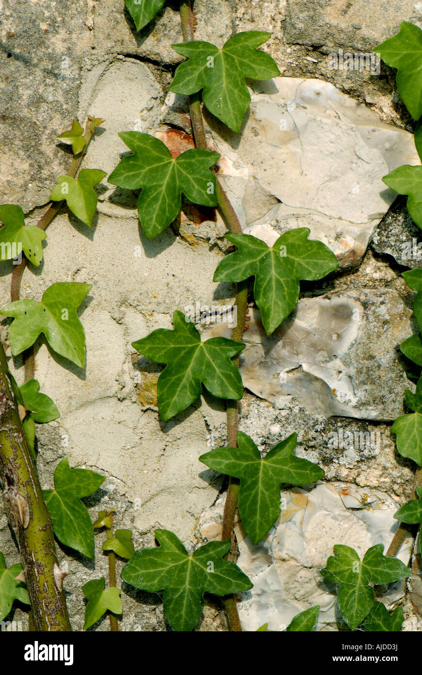 Edera Hedera helix crescente su pietra muro del granaio Foto Stock