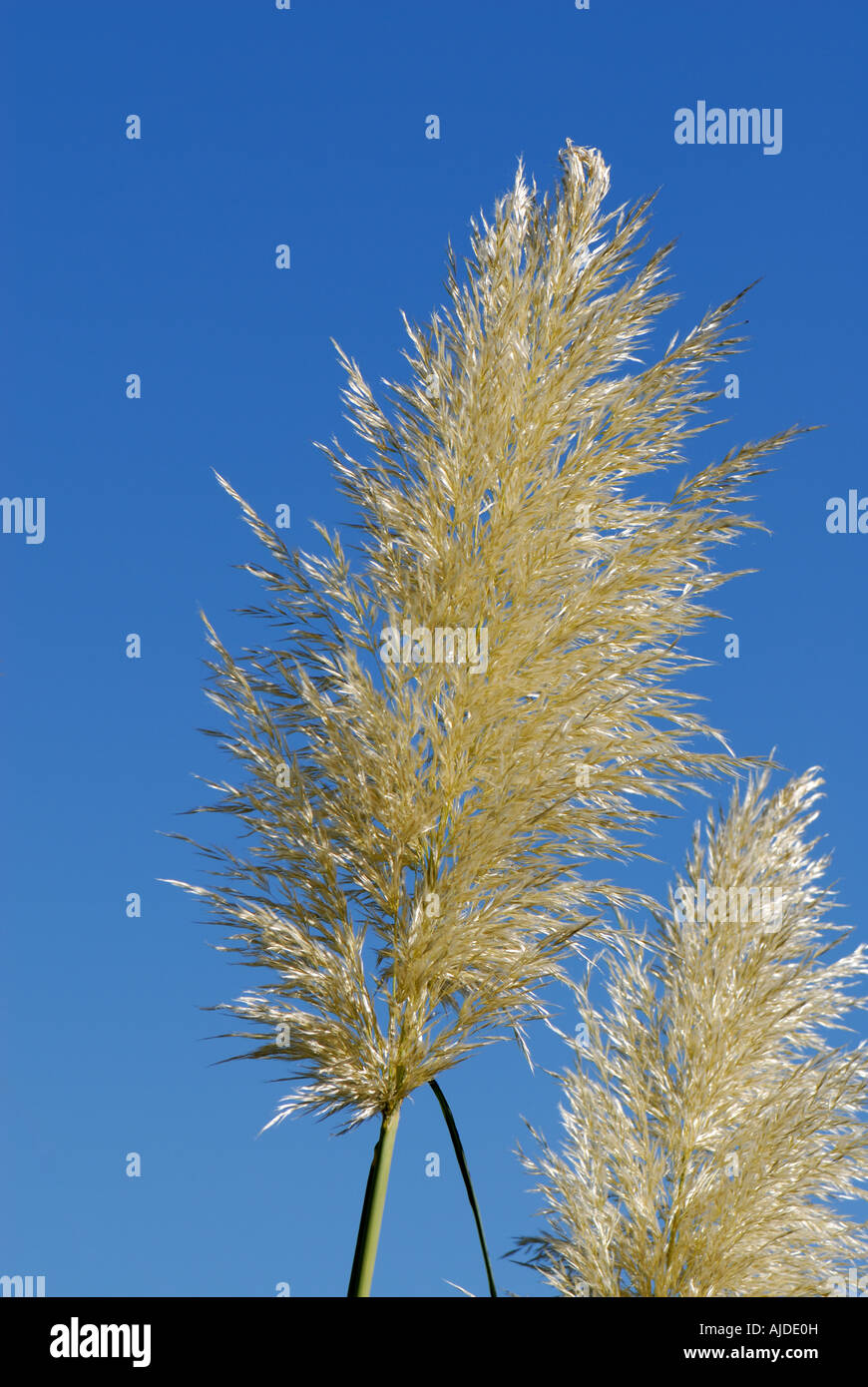 Erba della Pampas Cortaderia selloana testa contro un profondo cielo blu Foto Stock
