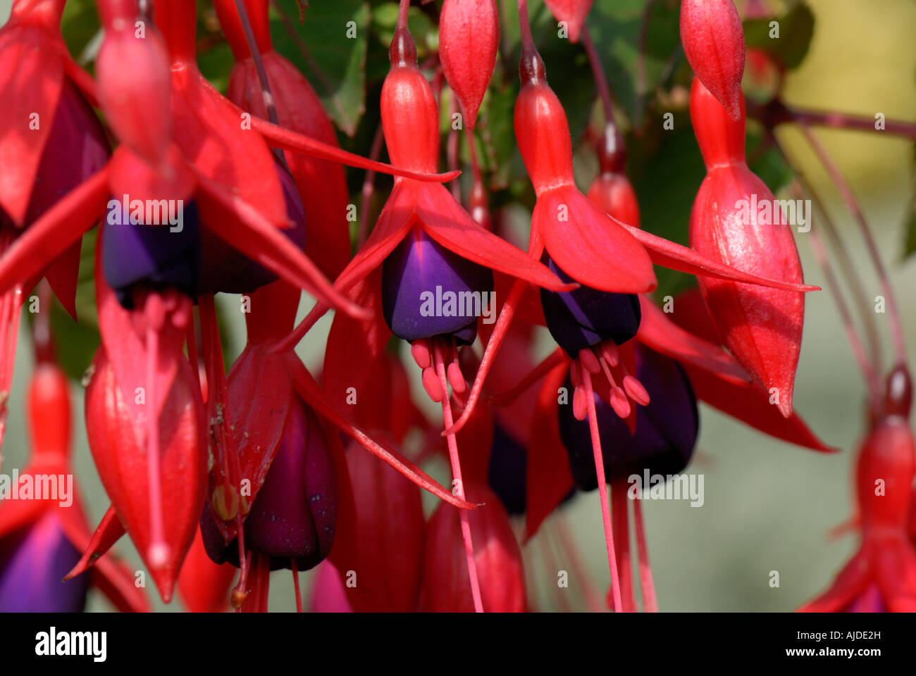 Di colore rosso intenso e fiori viola di un unico fiore giardino hardy Fuchsia Foto Stock