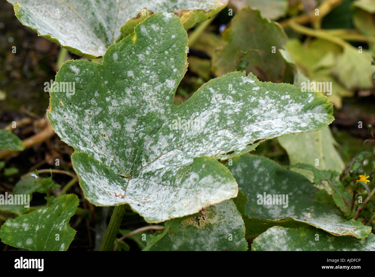 Oidio Sphaerotheca fuliginea infezione su foglie di zucca Foto Stock