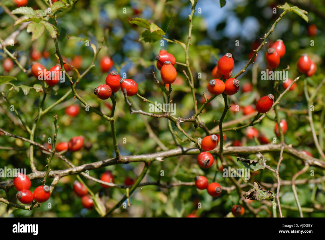 Rosso Arancione Rosa canina Rosa canina in Devon siepe in autunno Foto Stock