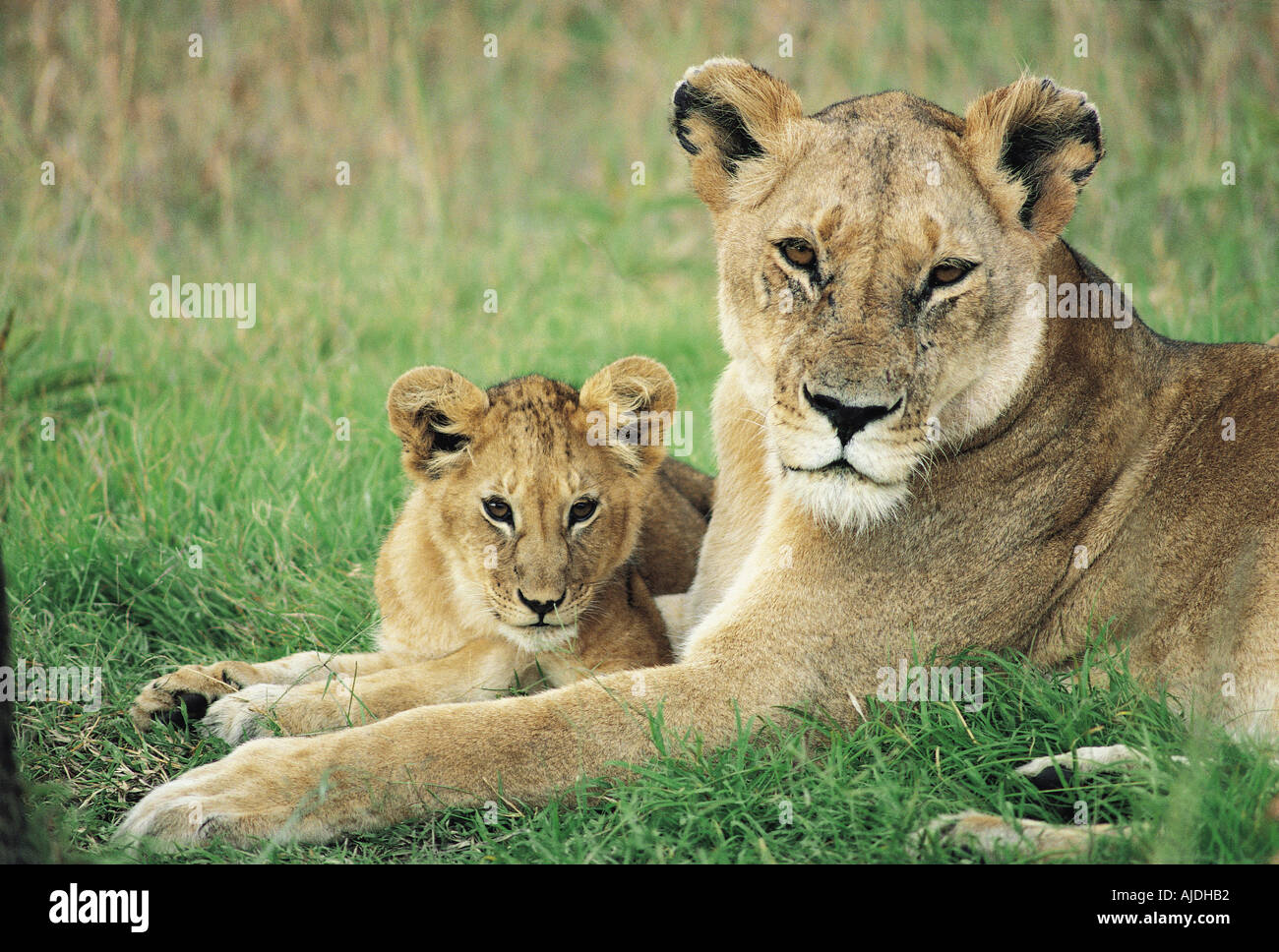 Leonessa e cub Masai Mara riserva nazionale del Kenya Africa orientale Foto Stock