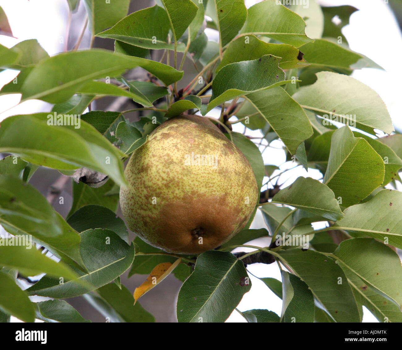 Una pera sull'albero. Foto Stock