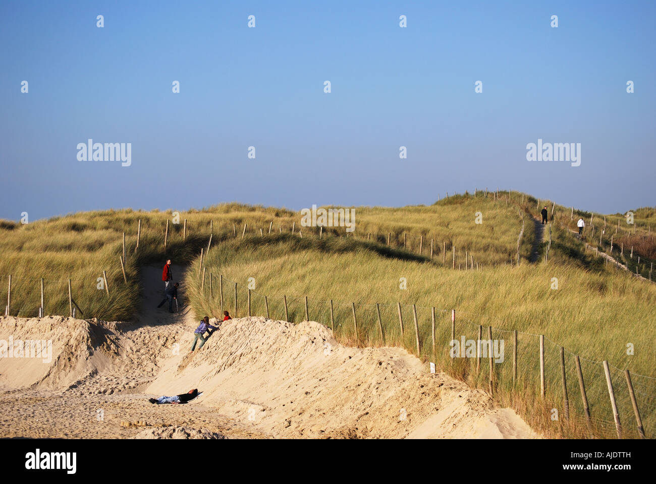 Area di Conservazione di protetti dune di sabbia, Le Touquet-Paris-Plage (Le Touquet), Pas de Calais Nord-Pas-de-Calais, Francia Foto Stock