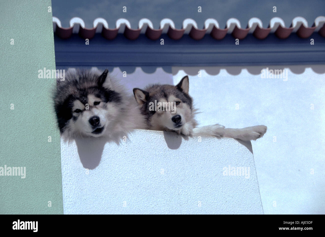 Huskies Foto Stock