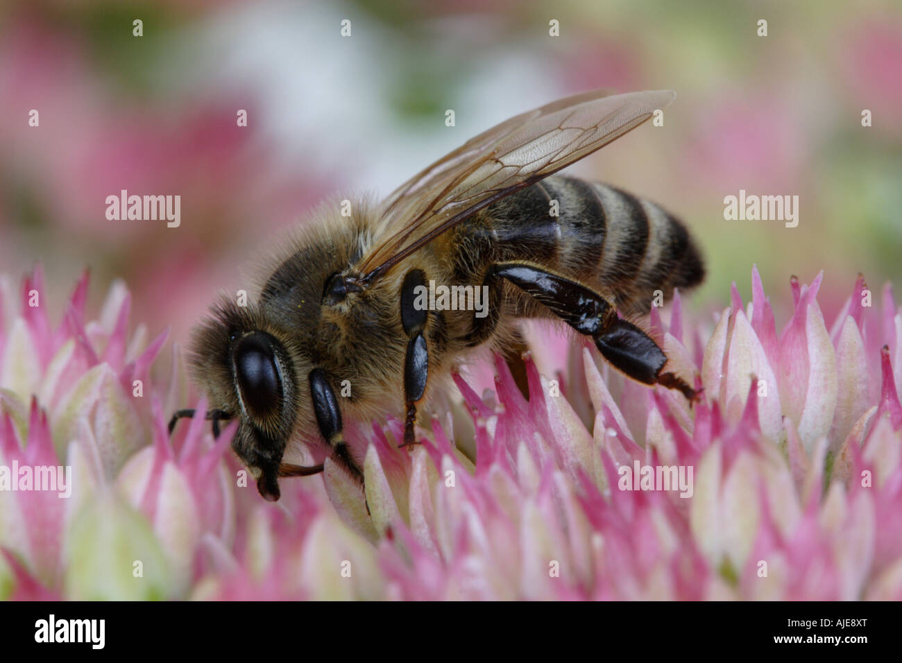 Il miele delle api (Apis mellifera) su stonecrop (sedum) Foto Stock