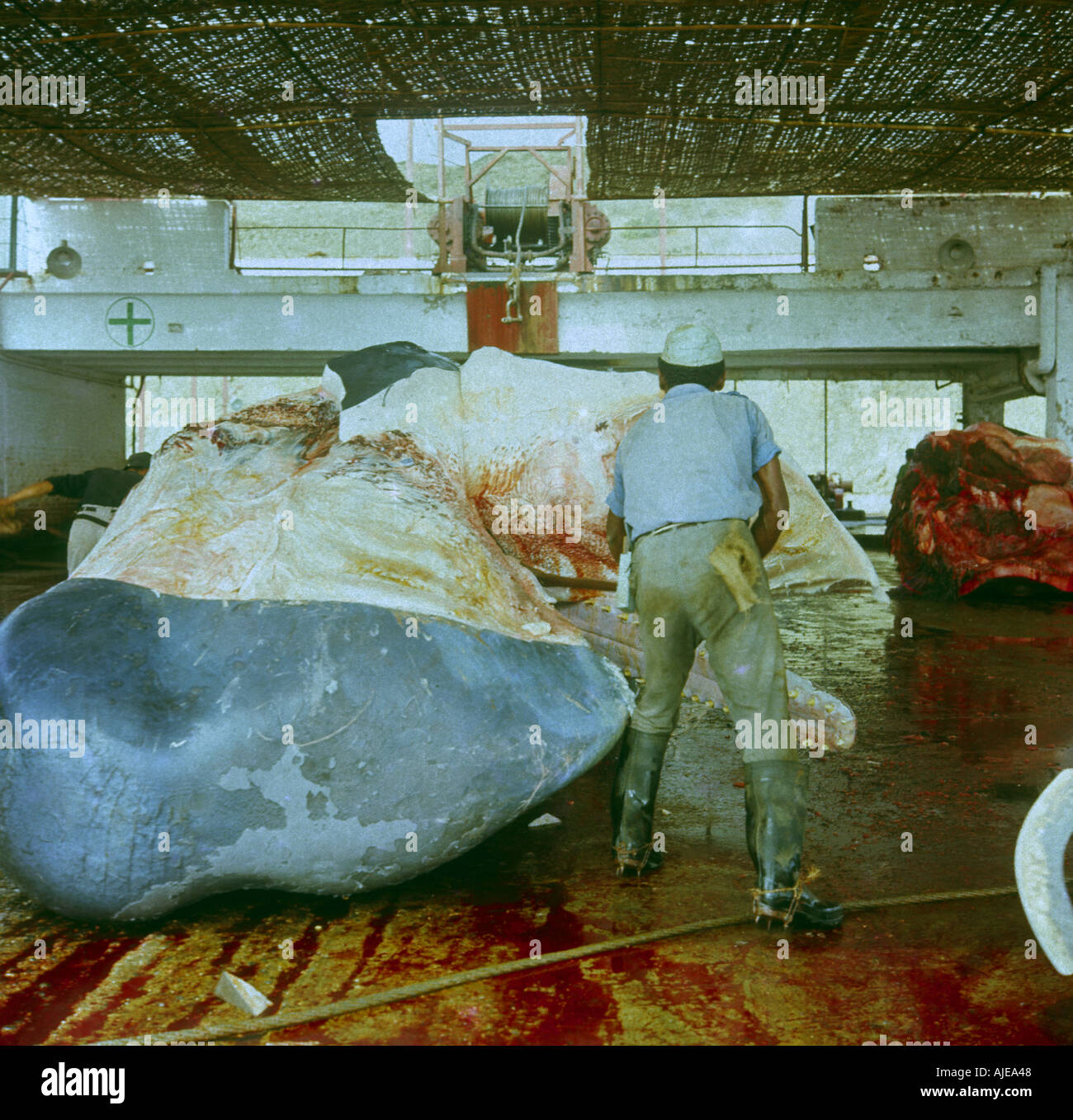 Il Perù per la caccia alla balena in fabbrica Paita chiuso tardi anni sessanta immagine presa nel 1968 Foto Stock