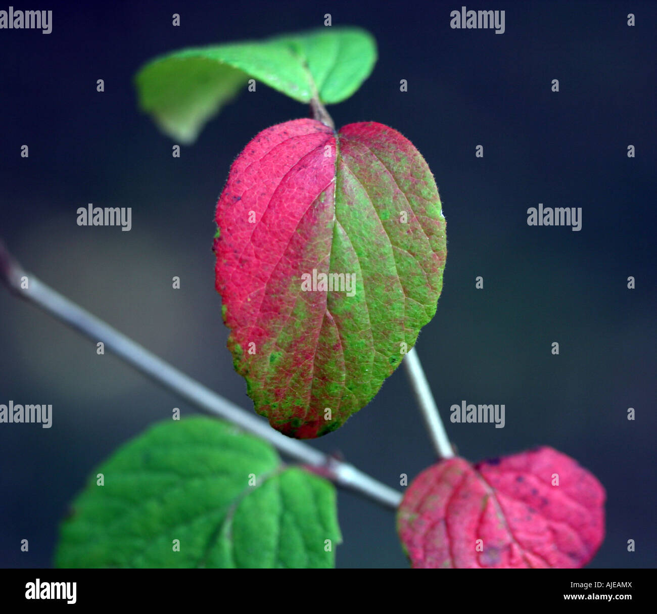 Autunno Sanguinello foglie. Foto Stock