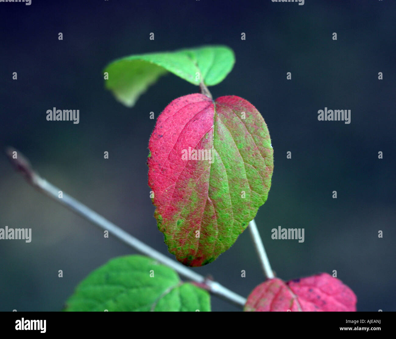Autunno Sanguinello foglie. Foto Stock