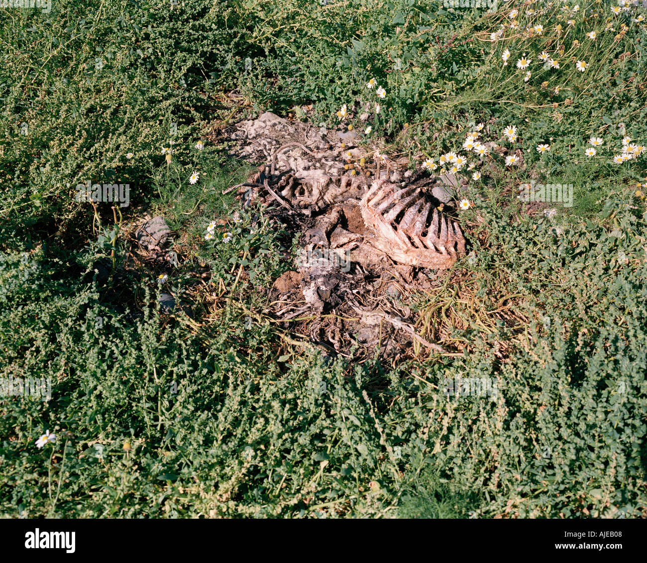 La decomposizione della carcassa di pecora che mostra sotto forma di scheletro circondato da erba e fiori selvatici Foto Stock