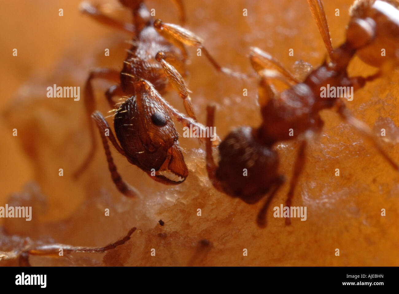 Due formiche Myrmica mangiare pera Foto Stock
