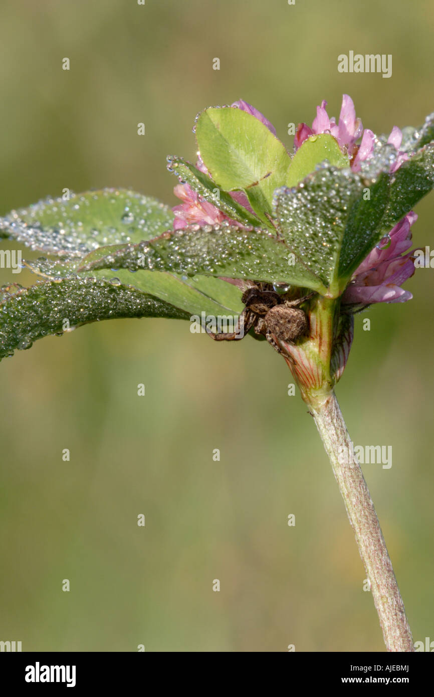 Il ragno granchio (xysticus cristatus) nasconde in di trifoglio rosso (Trifolium pratense) Foto Stock