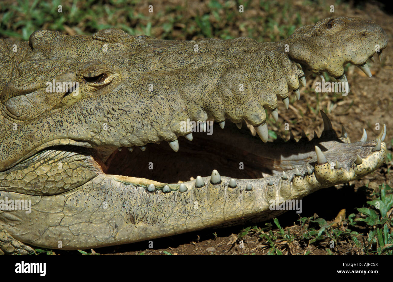 Coccodrillo americano Crocodilus acutus che mostra i denti Foto Stock
