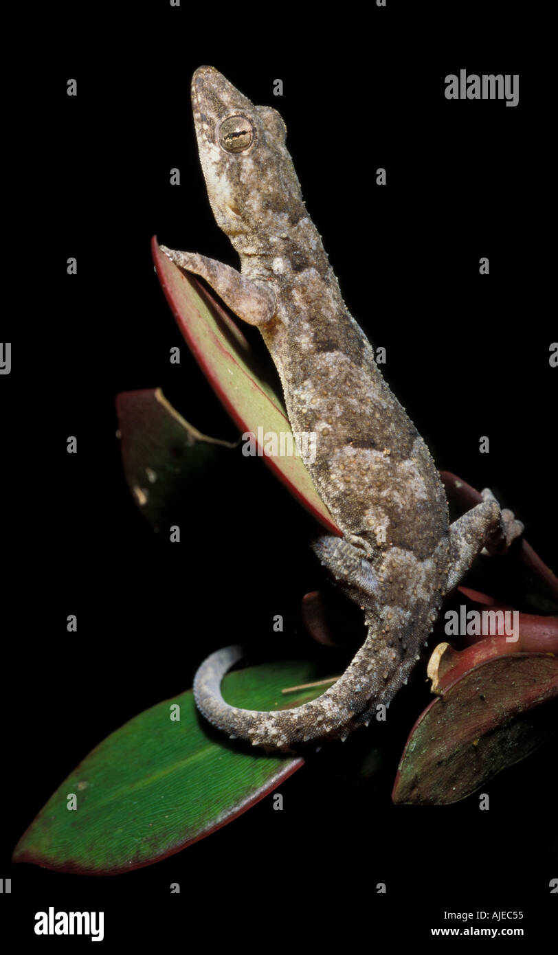 Gecko specie Sphaerodactylus Trinidad Foto Stock