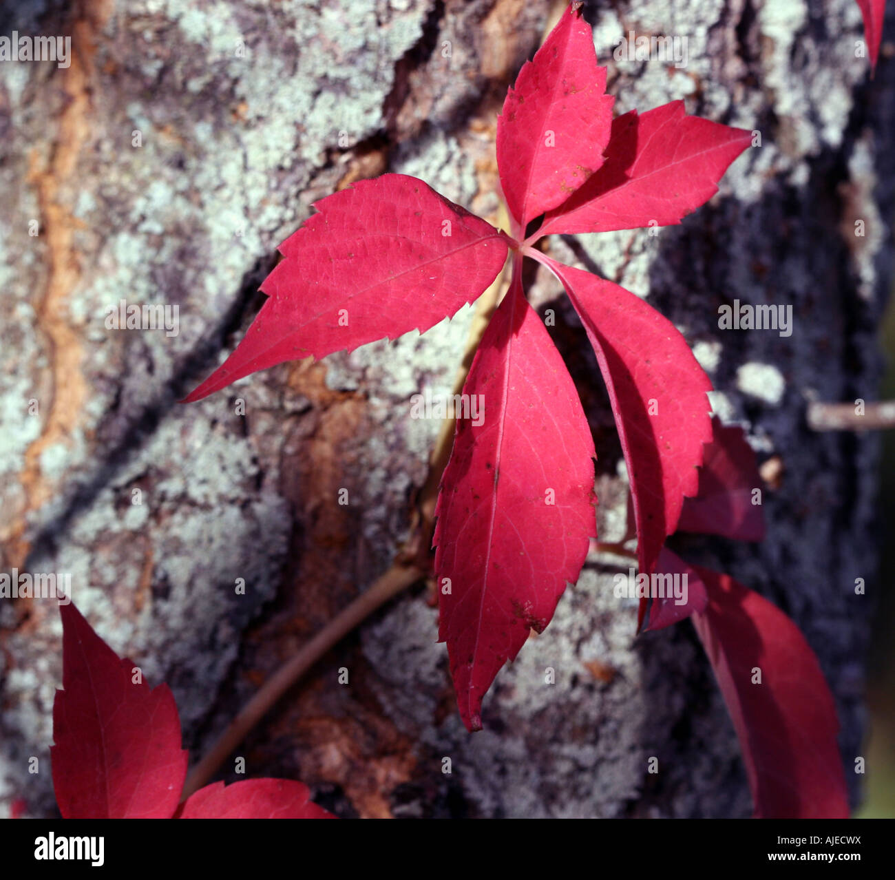 Una pianta rampicante con foglie in autunno rosso. Foto Stock