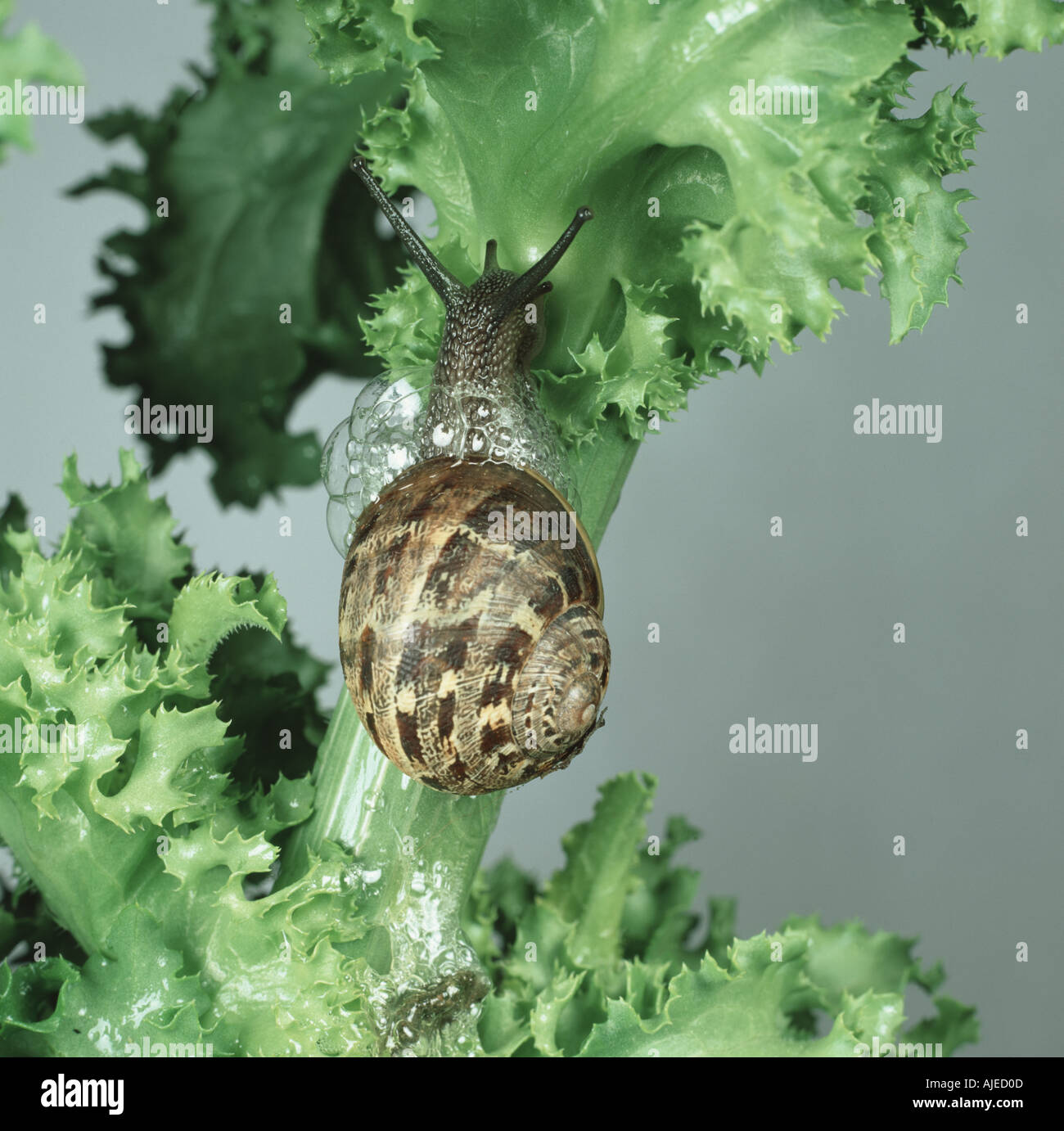 Un giardino va a passo di lumaca Cornu aspersum con bolle difensivo su una foglia di insalata riccia Foto Stock