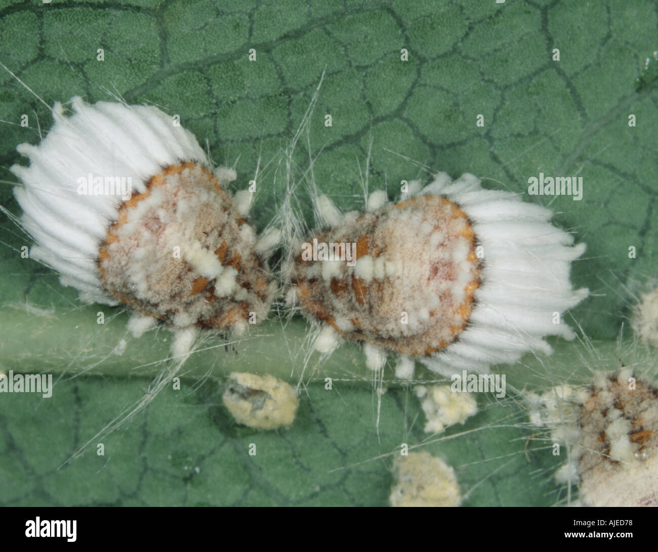 Due adulti cottony scala cuscino insetti Icerya purchasi sulla superficie di foglia Foto Stock