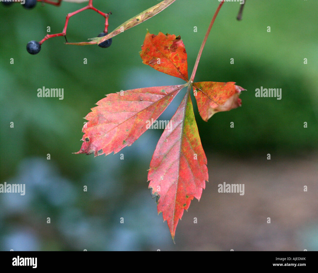 Foglie di autunno. Foto Stock
