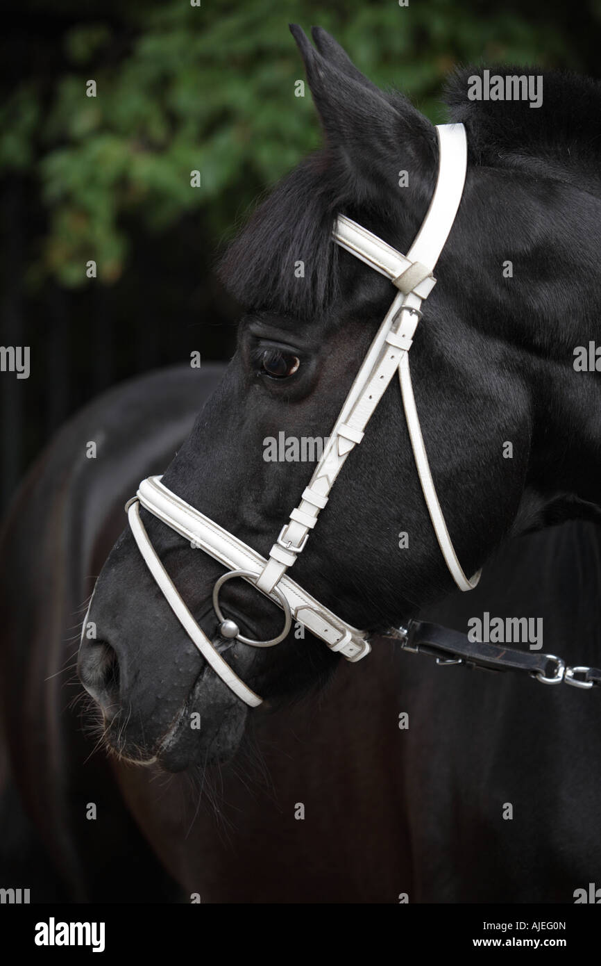 Ritratto del cavallo nero in una briglia di bianco Foto Stock