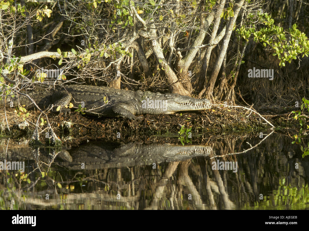 Coccodrillo americano Crocodylus acutus Florida Foto Stock