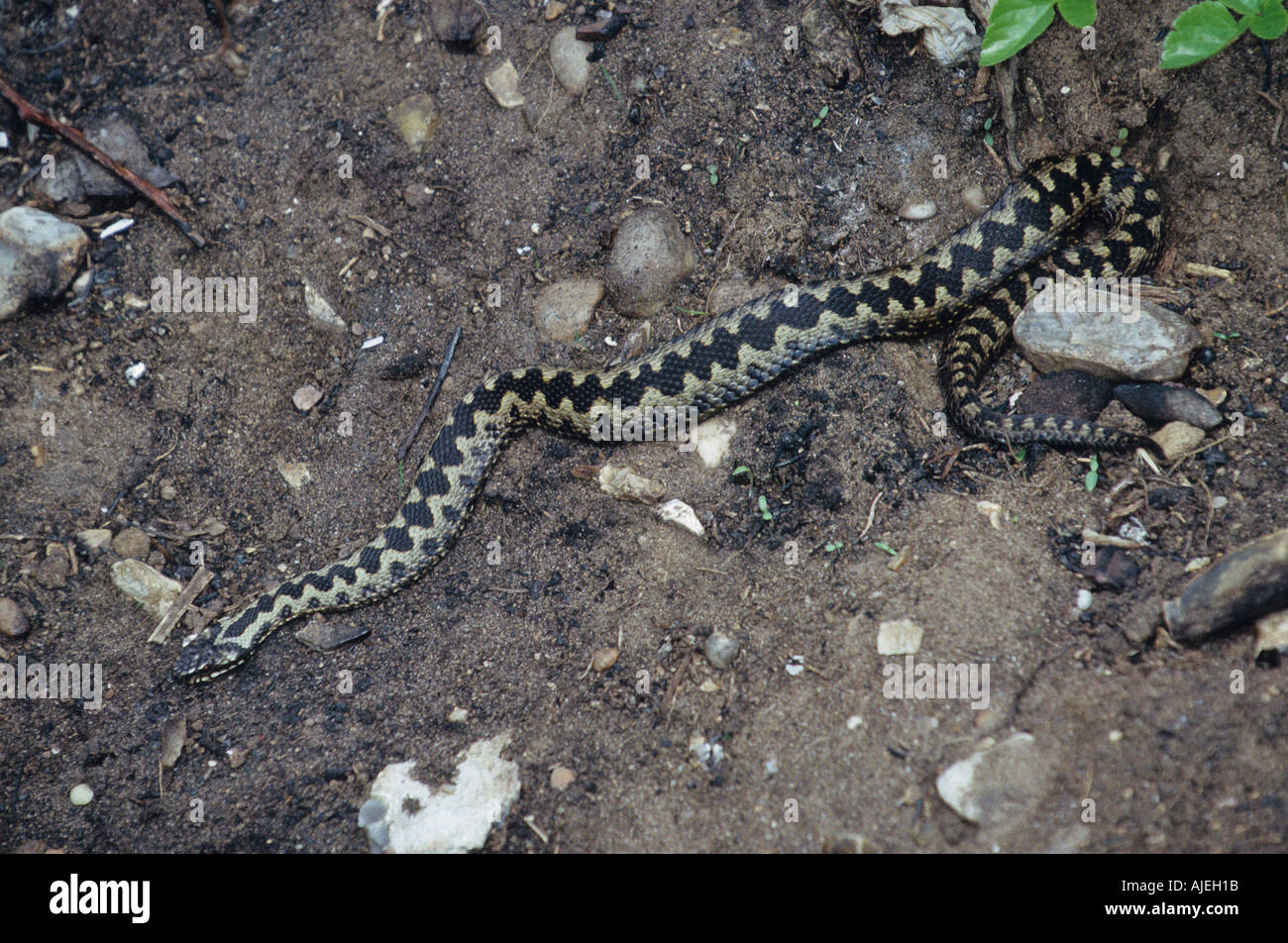 Serpente europeo sommatore Vipera berus Foto Stock