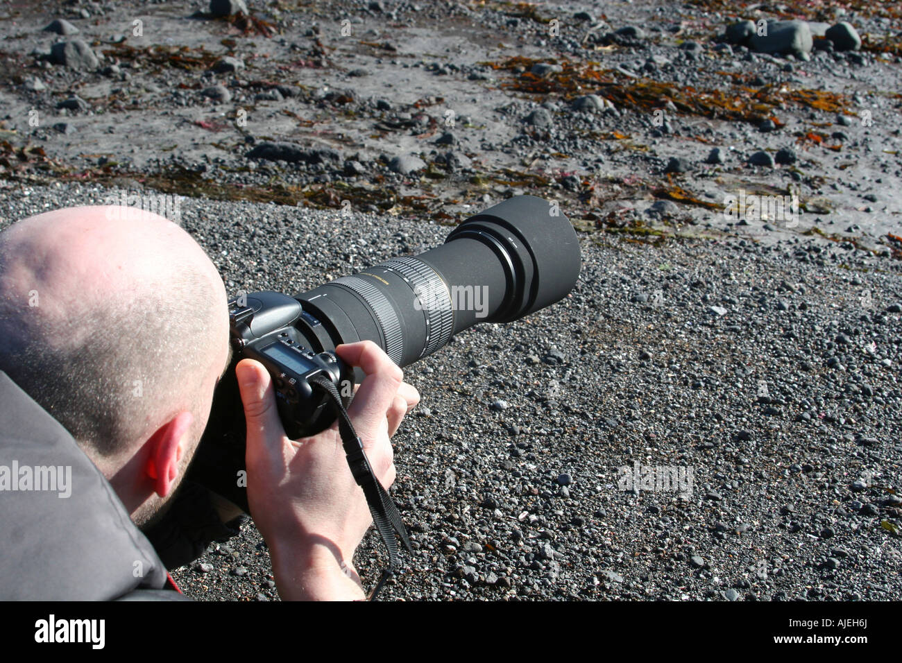 Wildlife fotografo sdraiato sulla riva riprese di uccelli marini Foto Stock