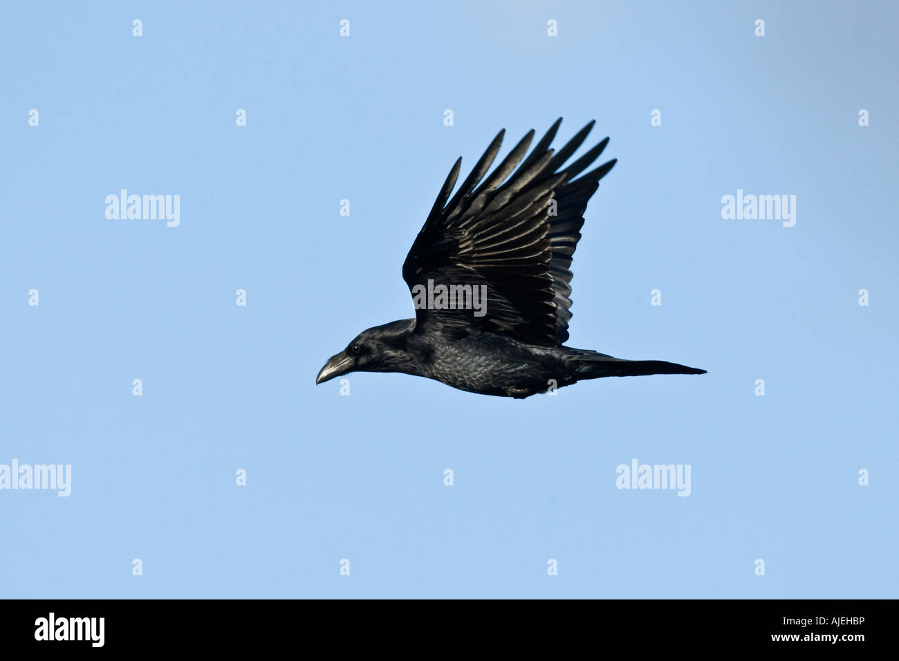 Corvo imperiale Corvus corax in volo Gigrin Farm Galles Foto Stock