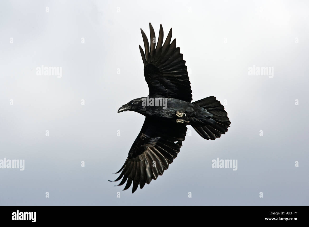 Corvo imperiale Corvus corax in volo Gigrin Farm Galles Foto Stock