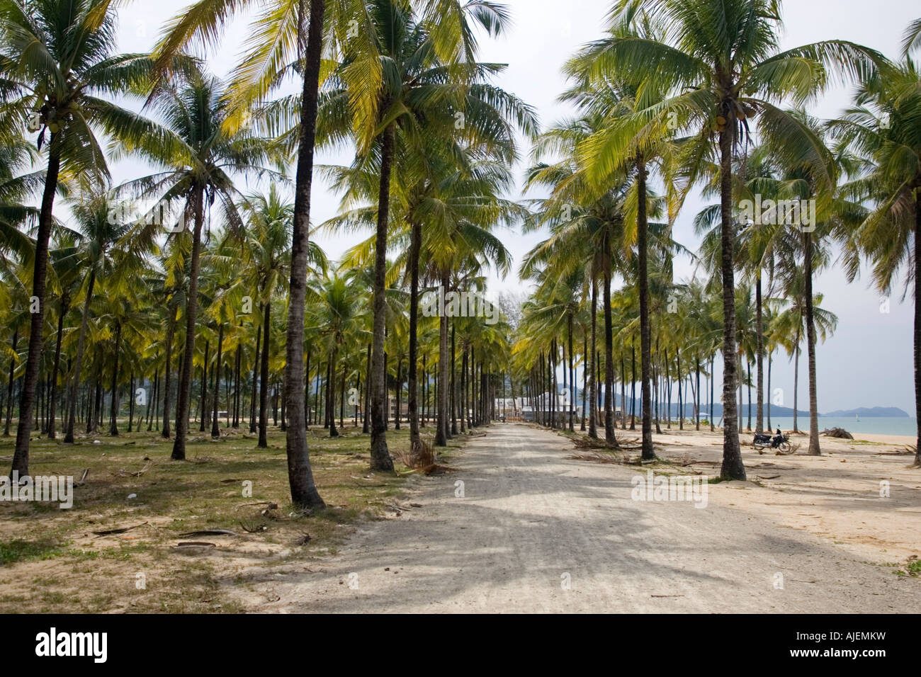 Sale acqua di mare da 2004 giri dello tsunami di palme da cocco fronde piantagione di giallo Bang Niang Beach Khao Lak Thailandia Foto Stock