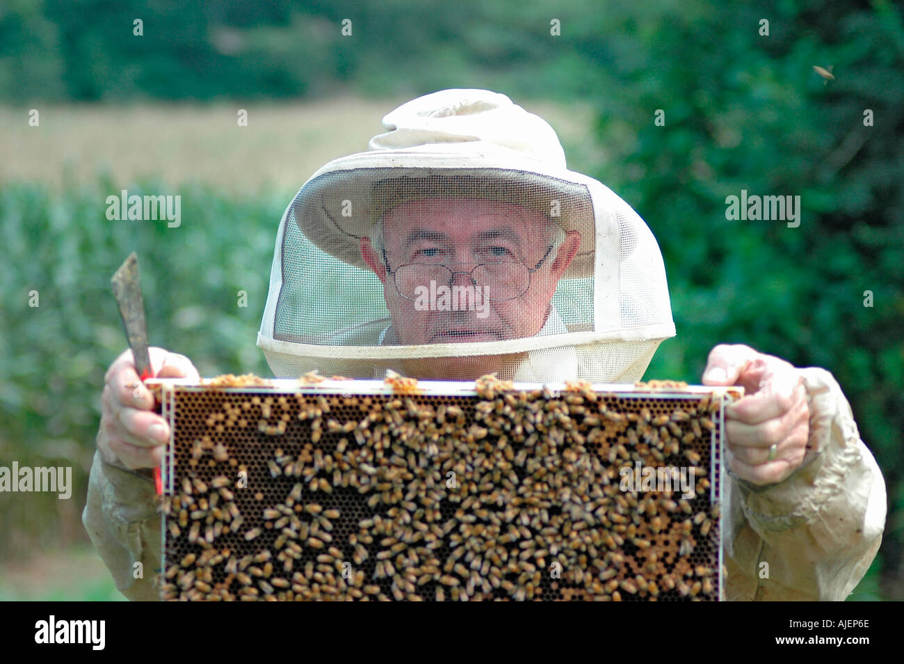 Apicoltore pulisce i feed e ispeziona alveari per la salute e la condizione della regina e i suoi fuchi per il miele in campi dove essi polli Foto Stock