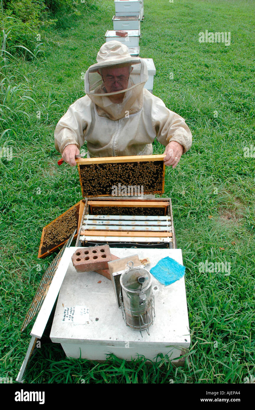 Apicoltore pulisce i feed e ispeziona alveari per la salute e la condizione della regina e i suoi fuchi per il miele in campi dove essi polli Foto Stock